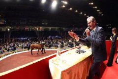 星钻科技：香港国际马匹拍卖会圆满落锤SICP